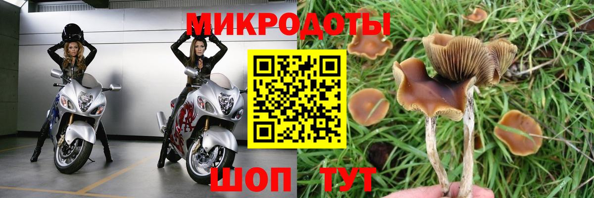 Псилоцибиновые грибы Psilocybine cubensis Нижнеудинск